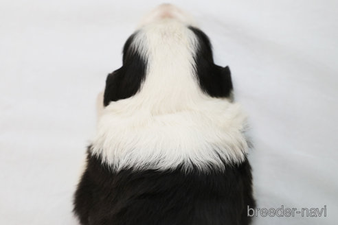 成約済の神奈川県のボーダーコリー-304588の3枚目